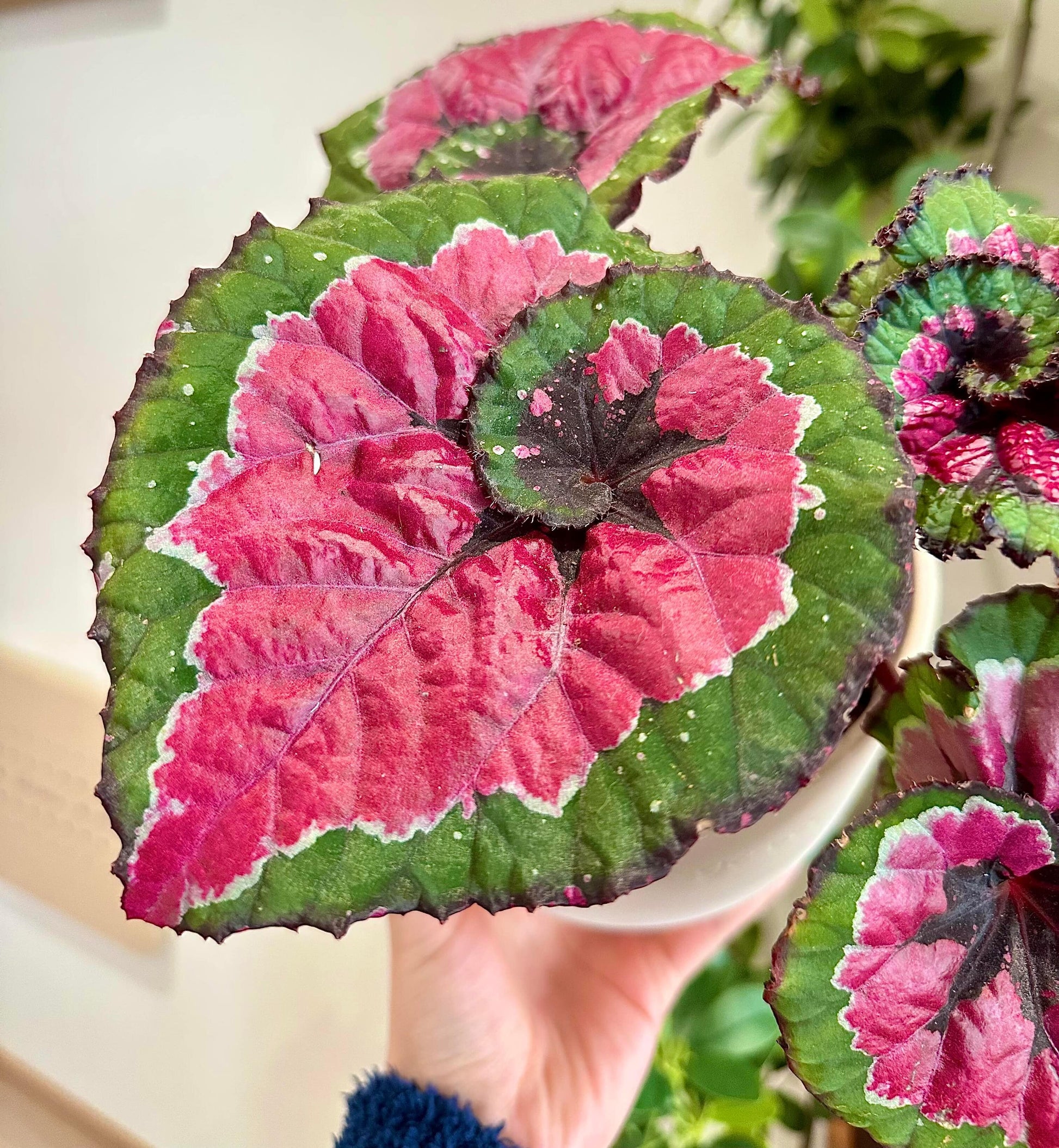 Begonia Rex ‘Escargot Aurora’ features leaves that unfurl in graceful spirals, reminiscent of a snail’s shell. Unlike the traditional silver-green tones of Begonia ‘Escargot’, this cultivar dazzles with vivid magenta, bright emerald, and pure white interwoven into radiant patterns, like aurora lights flowing across the foliage. The leaf edges curl softly, with a thick, glossy texture that reveals a subtle metallic sheen under shifting light.