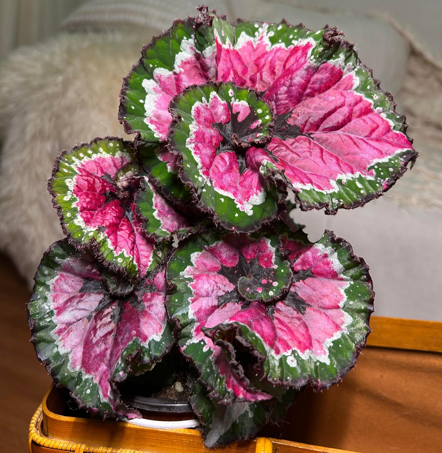 Begonia Rex ‘Escargot Aurora’ features leaves that unfurl in graceful spirals, reminiscent of a snail’s shell. Unlike the traditional silver-green tones of Begonia ‘Escargot’, this cultivar dazzles with vivid magenta, bright emerald, and pure white interwoven into radiant patterns, like aurora lights flowing across the foliage. The leaf edges curl softly, with a thick, glossy texture that reveals a subtle metallic sheen under shifting light.