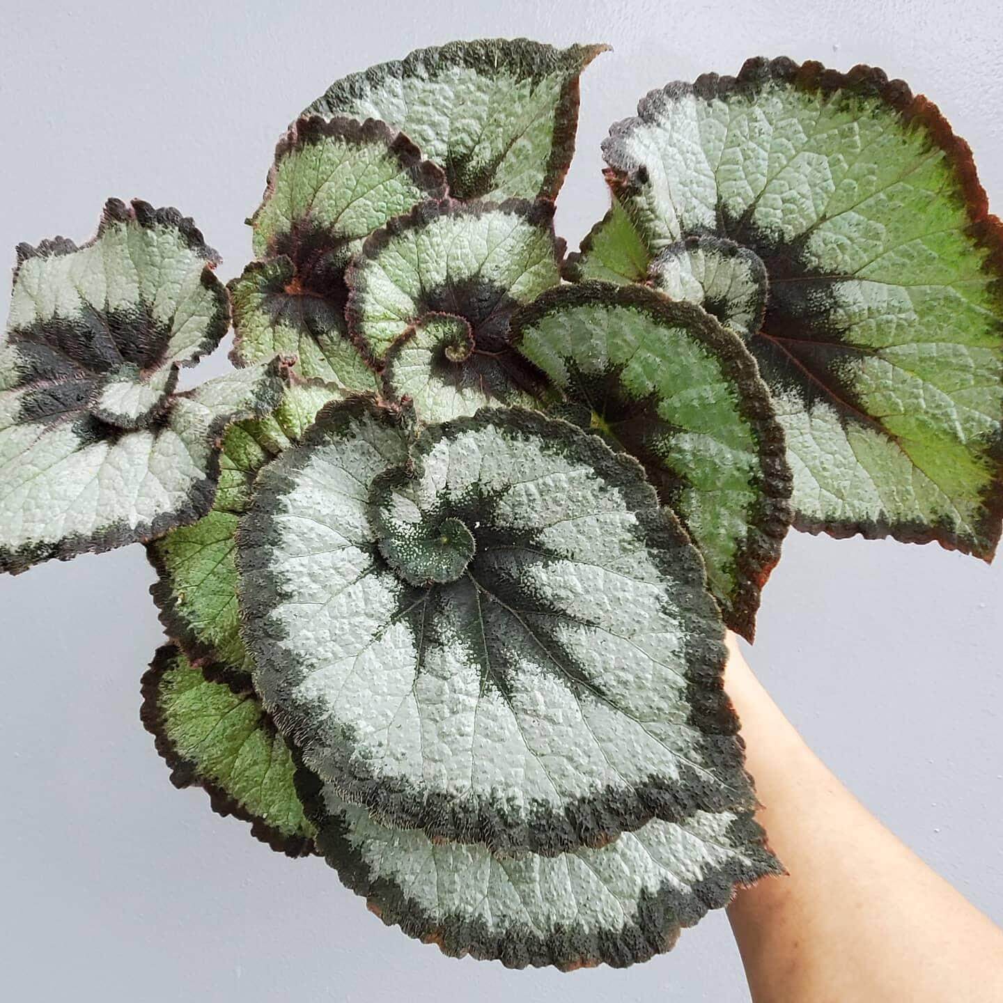 Begonia Rex 'Escargot' is an evergreen, rhizomatous perennial prized for its striking, spiral-shaped foliage that curls around at the base of each leaf, resembling a snail’s shell—hence its name. The leaves display an eye-catching mix of green, silver, and dark chocolate or olive tones, forming a captivating, snail-like pattern. While primarily grown for its ornamental foliage, it also produces small, pale pink flowers that add a delicate touch.