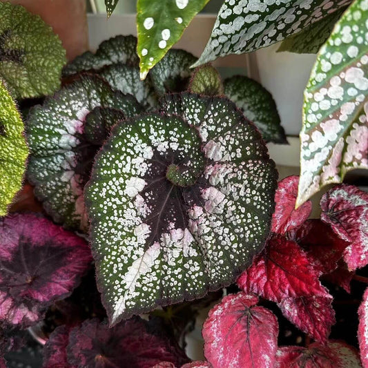 Begonia Rex ‘Galaxy Escargot’ enchants with its dark, spiral leaves dusted in silvery-white speckles, resembling a night sky filled with stars. The spiral center draws the eye inward like a cosmic vortex, while the deep emerald tones add depth and richness beneath the shimmering silver. Each leaf is a miniature galaxy — mysterious, elegant, and endlessly captivating.
