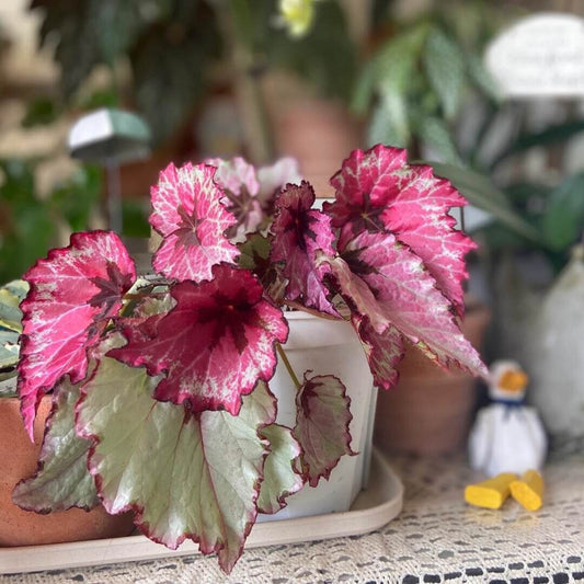 Begonia Rex 'Ruby Slippers' is a gorgeous variety of rex begonia known for its vibrant, multicolored foliage. The leaves display rich shades of ruby red, deep purple, and silver with intricate patterns, creating a stunning visual contrast. This begonia adds a pop of color to any indoor setting and is perfect for plant lovers looking to add unique beauty to their collection.