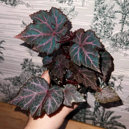 Begonia Robin is a striking plant with deep, dark-colored leaves, featuring vibrant purple-red veins. The leaves are sprinkled with star-like spots, giving it a unique appearance. Under low light conditions, the leaves will reflect a beautiful bluish hue, adding an extra layer of charm.