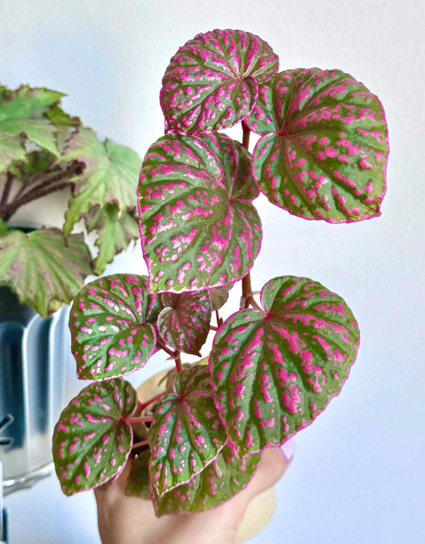 Begonia Roseopunctata is a shrub-like begonia known for its unique "rosy-spotted" appearance. The name "Roseopunctata" comes from Latin, with "roseo" meaning "rosy" and "punctata" meaning "spotted." The leaves have a fluorescent pink border, and pink spots are scattered across the surface, creating a textured effect that adds to its visual appeal. It is native to the northern part of Borneo, Malaysia, in the Sarawak region.