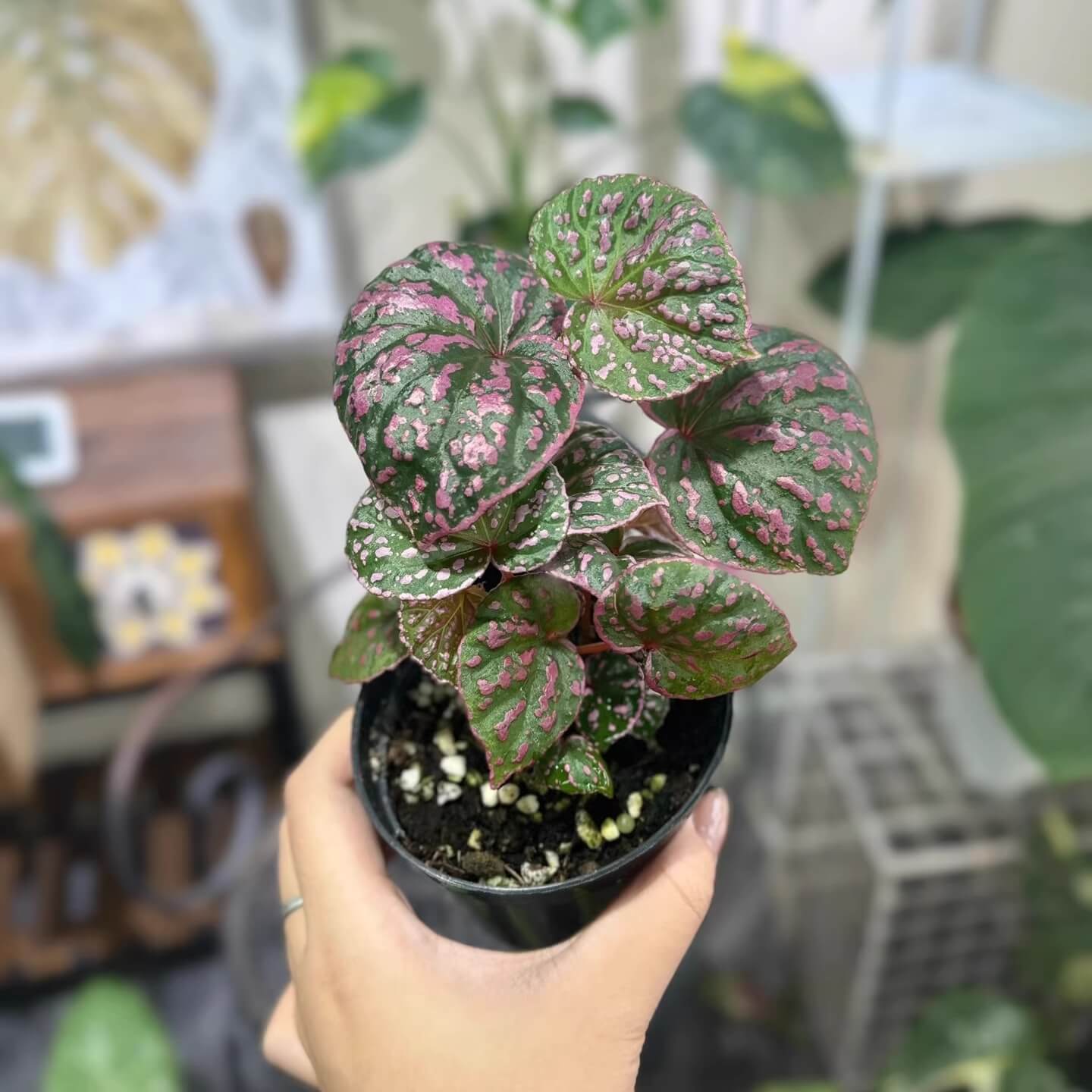 Begonia Roseopunctata is a shrub-like begonia known for its unique "rosy-spotted" appearance. The name "Roseopunctata" comes from Latin, with "roseo" meaning "rosy" and "punctata" meaning "spotted." The leaves have a fluorescent pink border, and pink spots are scattered across the surface, creating a textured effect that adds to its visual appeal. It is native to the northern part of Borneo, Malaysia, in the Sarawak region.