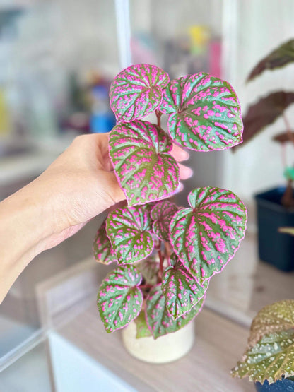 Begonia Roseopunctata is a shrub-like begonia known for its unique "rosy-spotted" appearance. The name "Roseopunctata" comes from Latin, with "roseo" meaning "rosy" and "punctata" meaning "spotted." The leaves have a fluorescent pink border, and pink spots are scattered across the surface, creating a textured effect that adds to its visual appeal. It is native to the northern part of Borneo, Malaysia, in the Sarawak region.