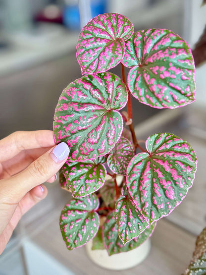 Begonia Roseopunctata is a shrub-like begonia known for its unique "rosy-spotted" appearance. The name "Roseopunctata" comes from Latin, with "roseo" meaning "rosy" and "punctata" meaning "spotted." The leaves have a fluorescent pink border, and pink spots are scattered across the surface, creating a textured effect that adds to its visual appeal. It is native to the northern part of Borneo, Malaysia, in the Sarawak region.