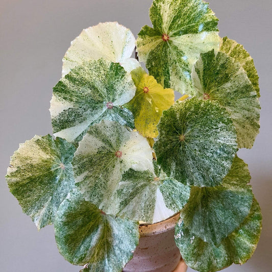 This highly decorative Begonia is known for its unique and stunning foliage. Its heart-shaped leaves feature a beautiful pattern of white to cream-colored variegation with vibrant red spots in the center, making it a striking addition to any collection.