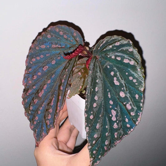 Begonia Scarlet Witch is a distinctive hybrid begonia valued for its moody, luminous foliage. The leaves are rich green in tone, scattered with delicate pink spots and outlined by a subtle pink margin that defines their shape. Under low-light conditions, the surface reveals a cool blue iridescent sheen, adding depth and a mysterious glow.