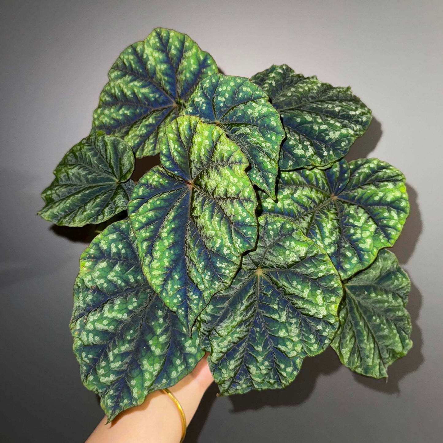 Origin: Native to the Shiwanshan region of China, this begonia species is found in subtropical, mountainous areas with a relatively mild climate. It’s known for its distinctive appearance and slow growth. Features: Leaves: The plant has large, rounded, and somewhat glossy leaves. The leaves feature dark green coloration with attractive silver patterns or spots, giving it a stunning contrast. The edges of the leaves are slightly serrated and can have a reddish tint on the undersides.