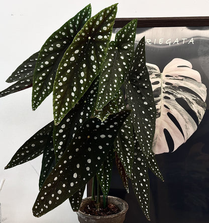 Begonia ‘Sierra Mountain King’ is a cane-like hybrid between Begonia maculata and Begonia lubbersii, forming a vigorous, upright bush. Its elongated angel-wing leaves are dark green with prominent silvery spots and reddish undersides.