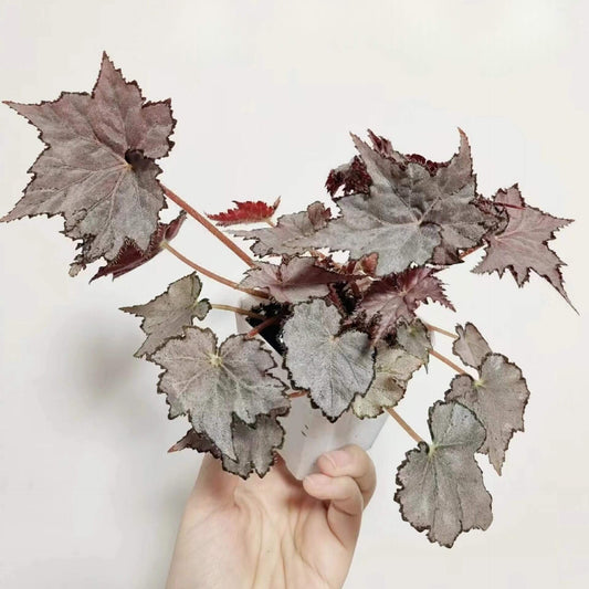 Begonia 'Sierra Silver Mist' is a captivating plant that stands out with its iridescent silver-rose leaves and delicate blooms. Perfect for plant enthusiasts who appreciate beauty and ease of care, this begonia will enhance any indoor space.