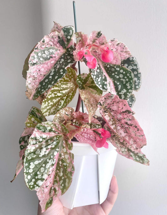 Begonia Variegated Snow Capped has a more delicate and pink appearance compared to Begonia Snow Capped. Its growth is slightly slower than the fully green version. If you want a cute, pink little tree, it thrives best with bright, indirect light.