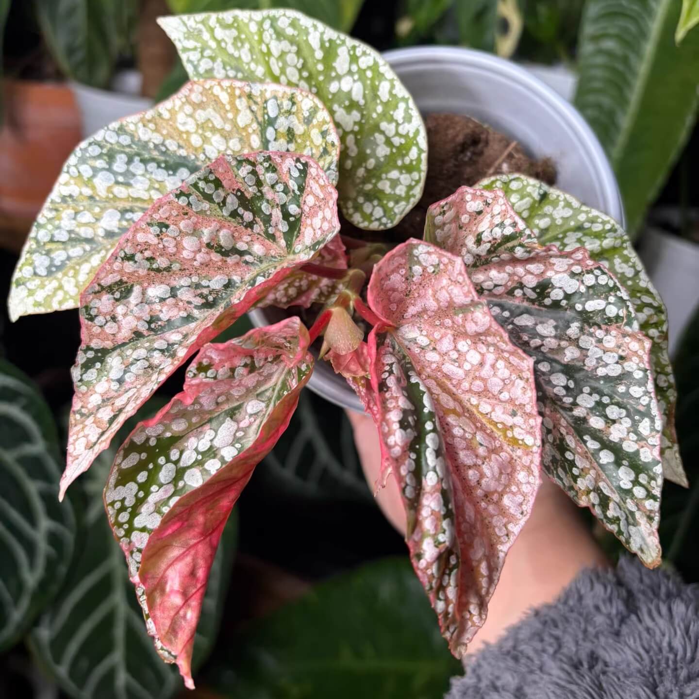 Begonia Variegated Snow Capped has a more delicate and pink appearance compared to Begonia Snow Capped. Its growth is slightly slower than the fully green version. If you want a cute, pink little tree, it thrives best with bright, indirect light.