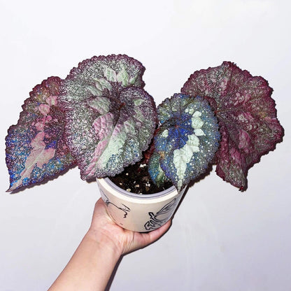 Begonia Super Universe is a breathtaking masterpiece, with foliage that mirrors the vastness of space. Under a flash, the leaves reflect shades of blue and cosmic tones, creating an otherworldly galaxy effect. Its natural variegation resembles a starry sky, making it a highly coveted addition to any plant collection.