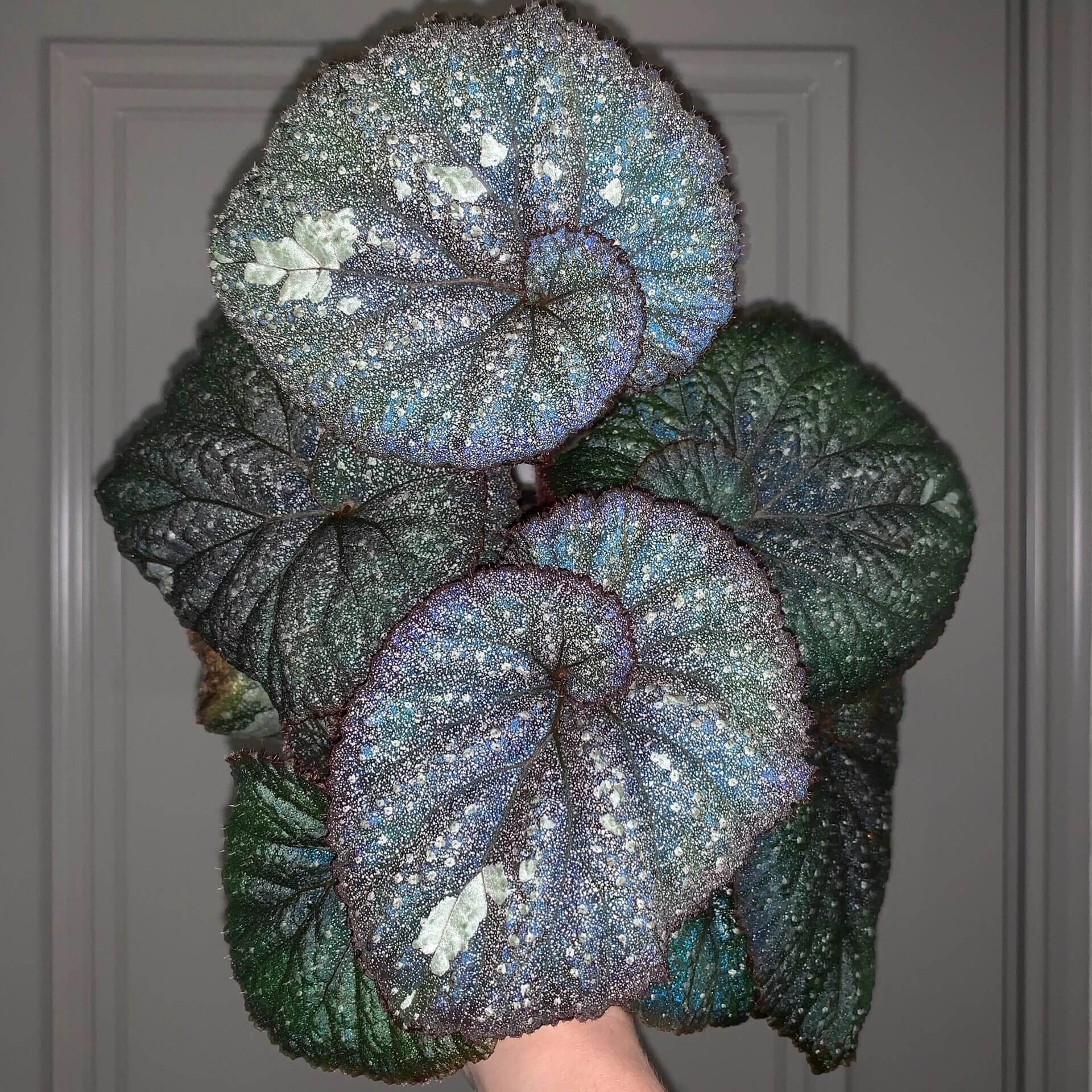 Begonia Super Universe is a breathtaking masterpiece, with foliage that mirrors the vastness of space. Under a flash, the leaves reflect shades of blue and cosmic tones, creating an otherworldly galaxy effect. Its natural variegation resembles a starry sky, making it a highly coveted addition to any plant collection.