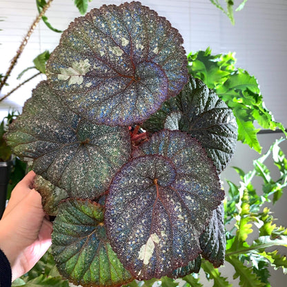 Begonia Super Universe is a breathtaking masterpiece, with foliage that mirrors the vastness of space. Under a flash, the leaves reflect shades of blue and cosmic tones, creating an otherworldly galaxy effect. Its natural variegation resembles a starry sky, making it a highly coveted addition to any plant collection.