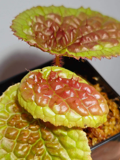 Begonia susaniae is a stunning species native to Cameroon, Equatorial Guinea, and Gabon. Known for its striking appearance, this begonia starts with pale green leaves that have slight serrated edges. As it matures, the leaves develop a unique raised center and turn pink to red, while the edges retain their original green color. This compact plant reaches a height of about 18 cm, making it an attractive addition to any collection.