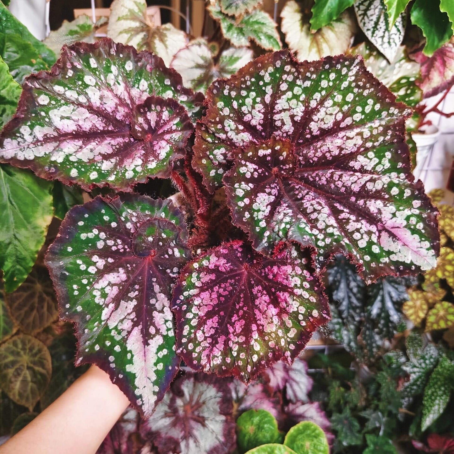 Begonia Teddy is a charming and unique variety known for its soft, cozy appearance, much like a cuddly bear. The leaves are a beautiful silvery color, shaped like spirals. From the dark brown veins at the center of the leaf, a gentle pink hue spreads outwards, creating a delicate dusting effect over the main surface. The wavy, dark brown edges of the leaves gradually transition into a soft pink mist further from the border.