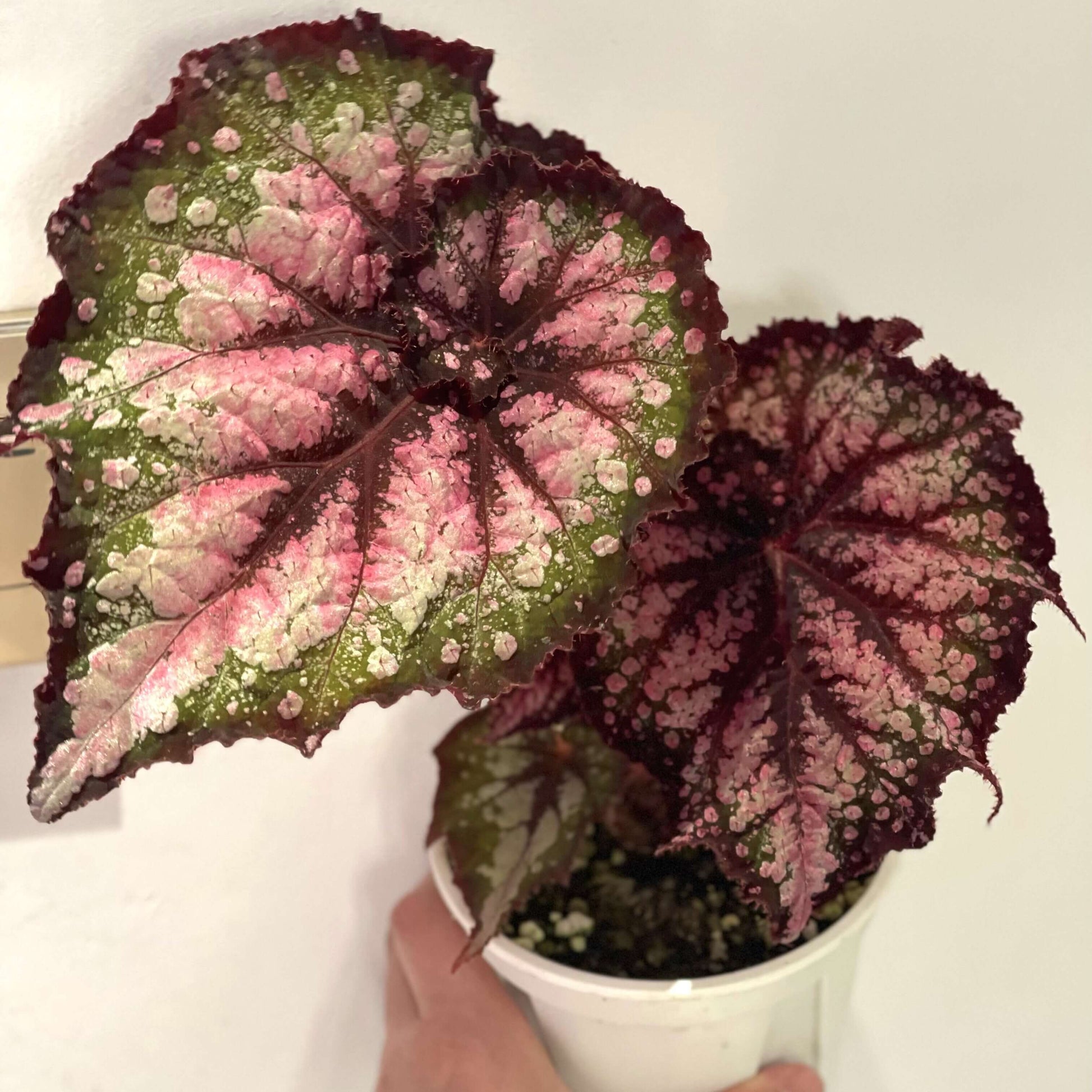Begonia Teddy is a charming and unique variety known for its soft, cozy appearance, much like a cuddly bear. The leaves are a beautiful silvery color, shaped like spirals. From the dark brown veins at the center of the leaf, a gentle pink hue spreads outwards, creating a delicate dusting effect over the main surface. The wavy, dark brown edges of the leaves gradually transition into a soft pink mist further from the border.
