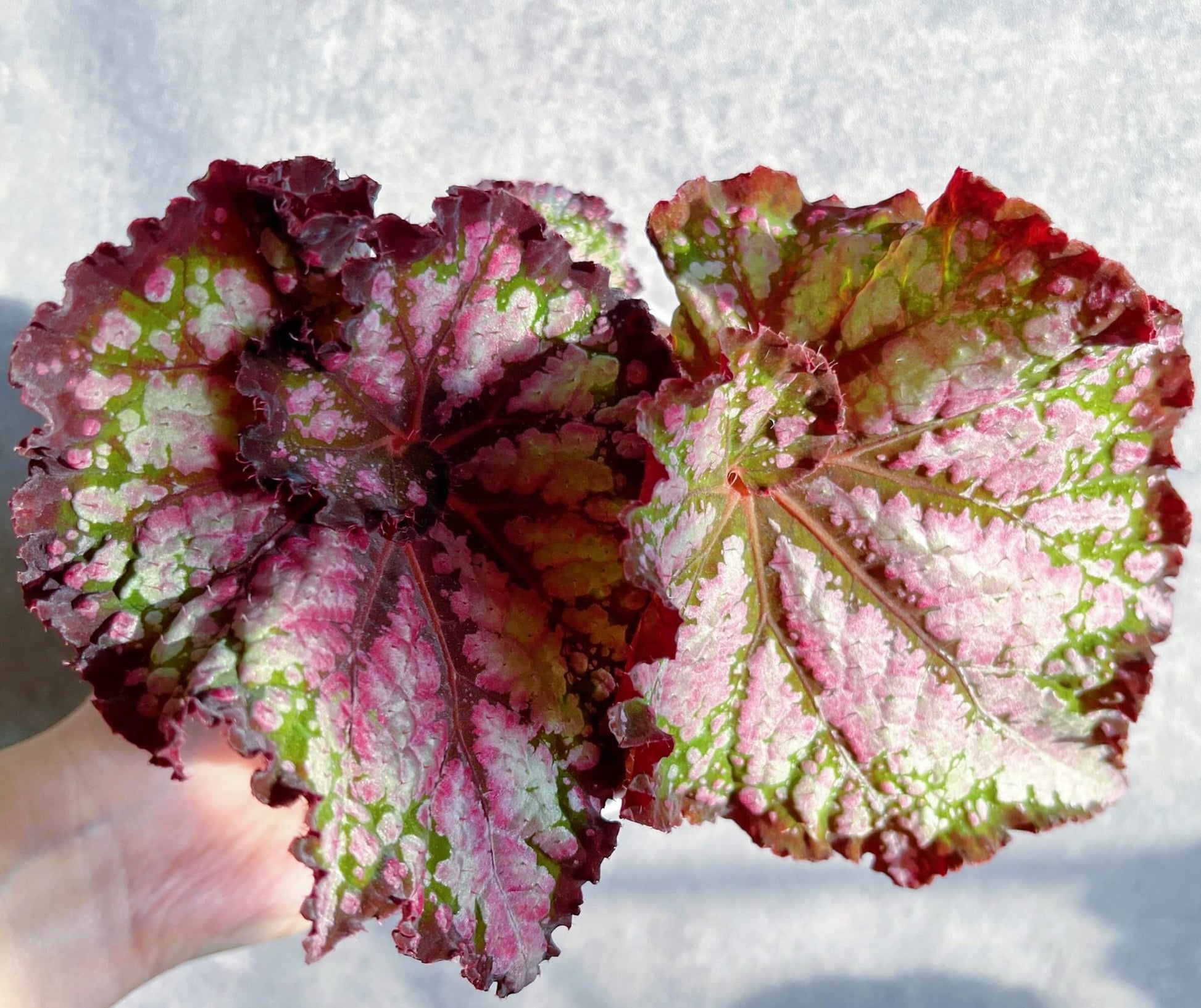 Begonia Teddy is a charming and unique variety known for its soft, cozy appearance, much like a cuddly bear. The leaves are a beautiful silvery color, shaped like spirals. From the dark brown veins at the center of the leaf, a gentle pink hue spreads outwards, creating a delicate dusting effect over the main surface. The wavy, dark brown edges of the leaves gradually transition into a soft pink mist further from the border.