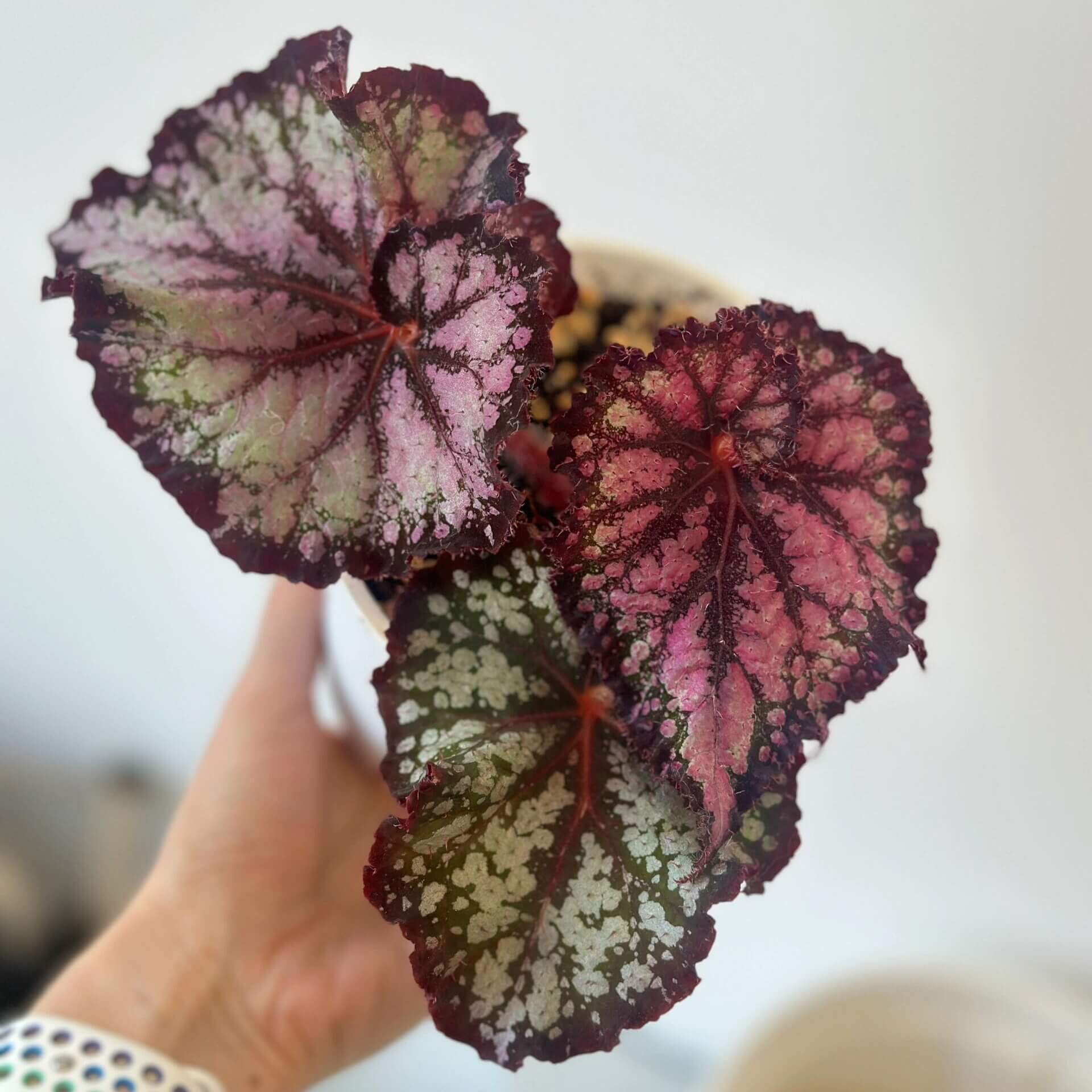 Begonia Teddy is a charming and unique variety known for its soft, cozy appearance, much like a cuddly bear. The leaves are a beautiful silvery color, shaped like spirals. From the dark brown veins at the center of the leaf, a gentle pink hue spreads outwards, creating a delicate dusting effect over the main surface. The wavy, dark brown edges of the leaves gradually transition into a soft pink mist further from the border.