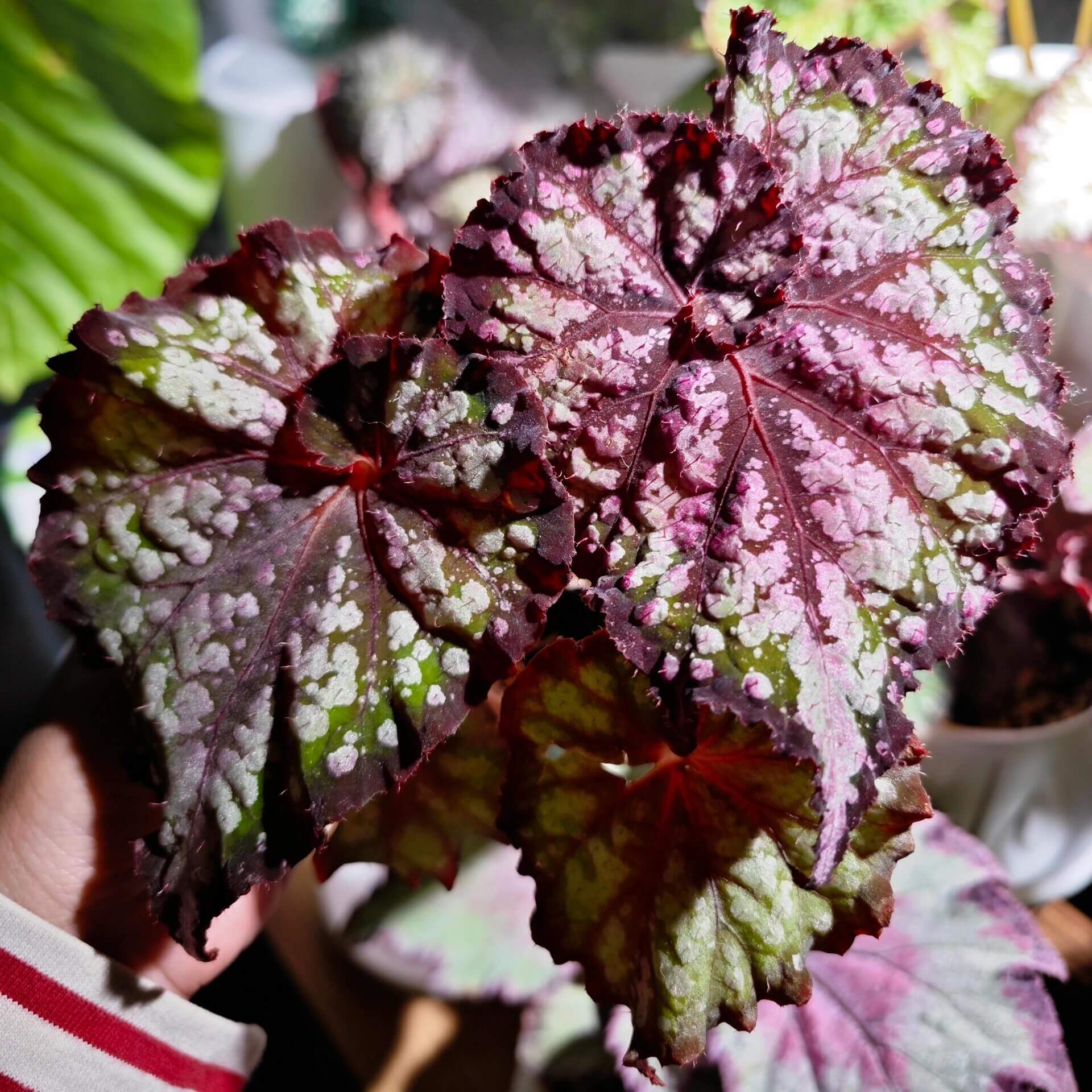 Begonia Teddy is a charming and unique variety known for its soft, cozy appearance, much like a cuddly bear. The leaves are a beautiful silvery color, shaped like spirals. From the dark brown veins at the center of the leaf, a gentle pink hue spreads outwards, creating a delicate dusting effect over the main surface. The wavy, dark brown edges of the leaves gradually transition into a soft pink mist further from the border.