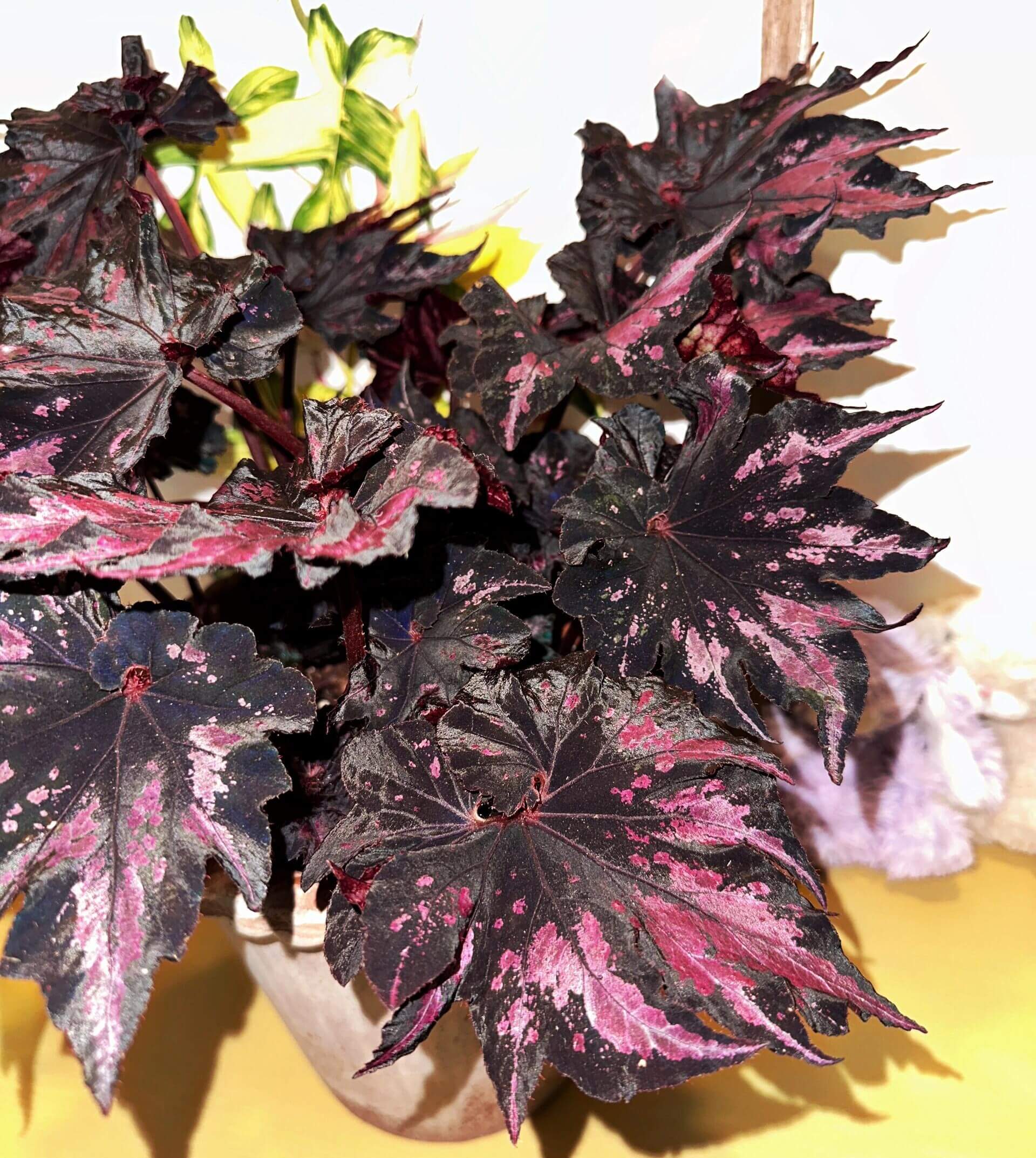 Begonia 'Thundercloud' is a striking hybrid begonia from Japan, known for its dramatic, dark leaves with stunning purple-pink markings. These unique leaves exhibit a striking metallic sheen when exposed to light, creating a dazzling, lightning-like reflection. The leaves are irregularly polygonal in shape, resembling the jagged edges of a maple leaf, with the center of the leaf spiraling in a pattern reminiscent of a snail shell.