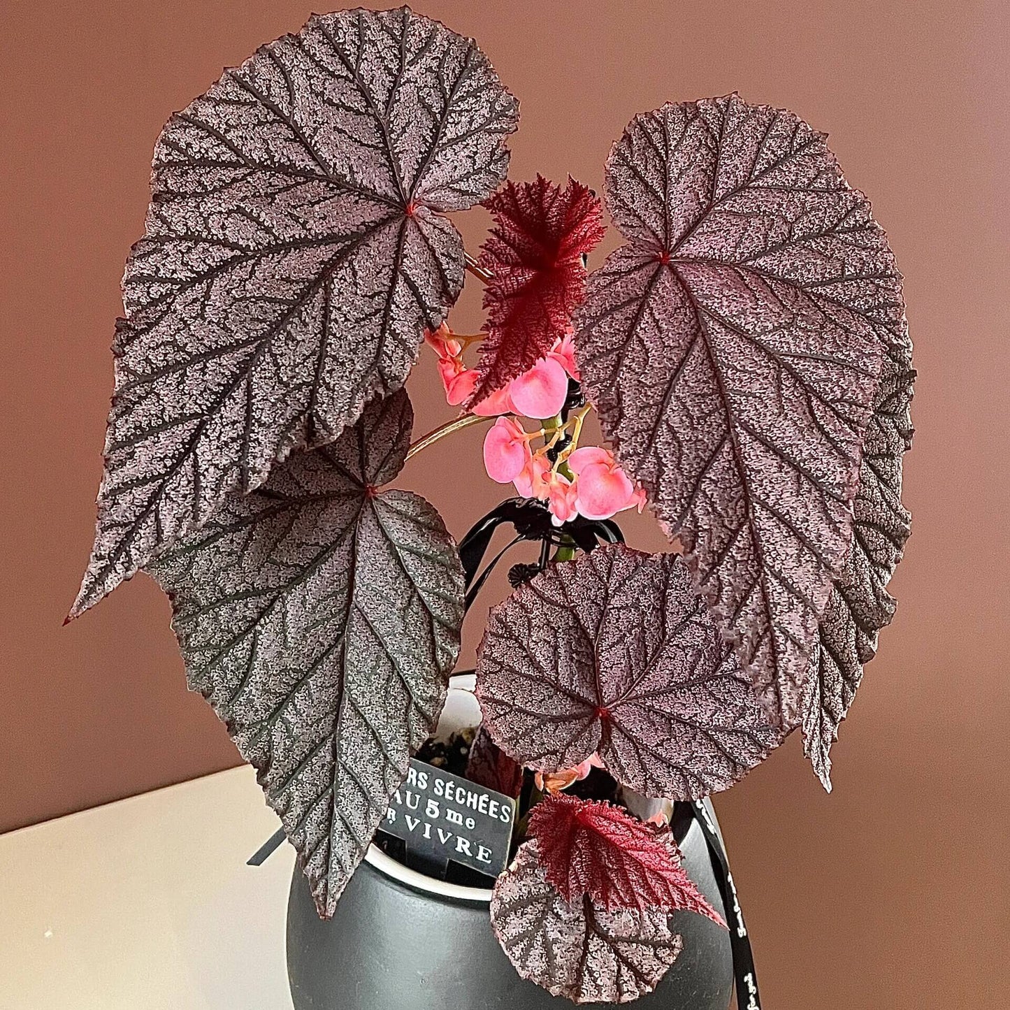 Begonia Tingley Mallet is a classic European begonia hybrid, created from a cross between Begonia ‘Eldorado’ and Begonia Incarnata in the late 19th century. It is admired for its purplish-red leaves covered with fine, velvet-like hairs, giving the foliage a rich, soft texture. The plant also produces vibrant, pendulous pink flowers that stand out beautifully against the dark leaves, making it a graceful and timeless showpiece for any indoor garden or shaded conservatory.