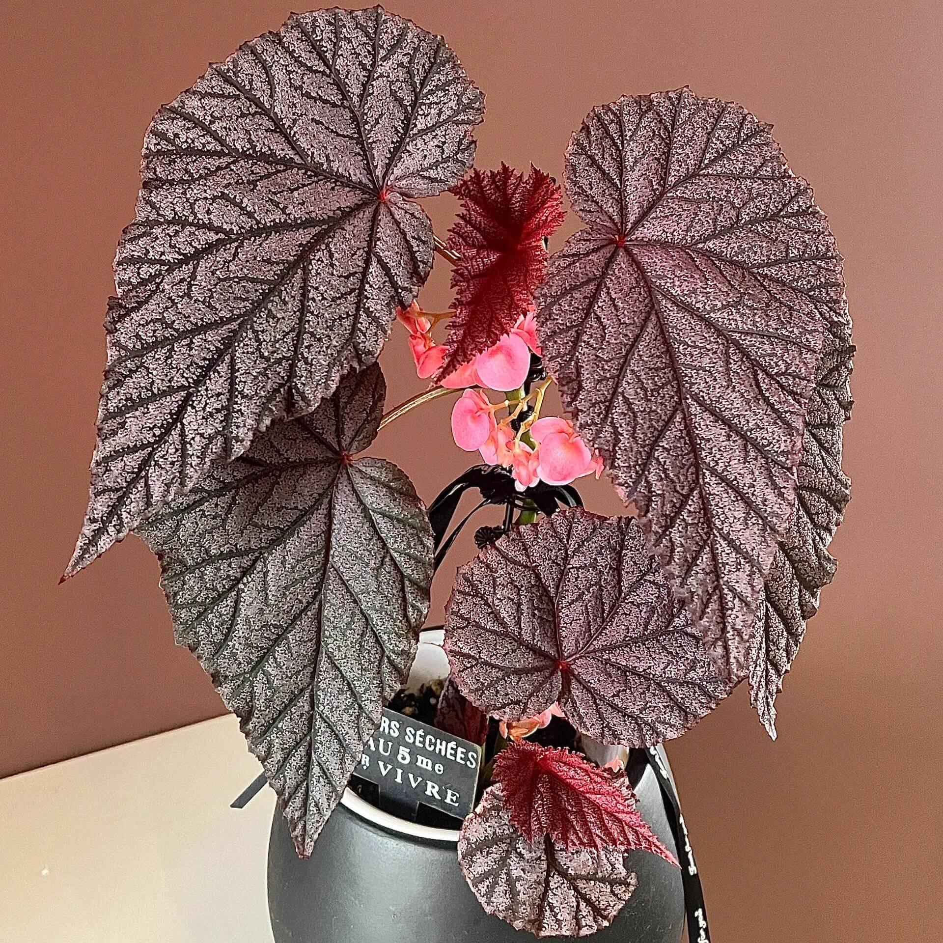 Begonia Tingley Mallet is a classic European begonia hybrid, created from a cross between Begonia ‘Eldorado’ and Begonia Incarnata in the late 19th century. It is admired for its purplish-red leaves covered with fine, velvet-like hairs, giving the foliage a rich, soft texture. The plant also produces vibrant, pendulous pink flowers that stand out beautifully against the dark leaves, making it a graceful and timeless showpiece for any indoor garden or shaded conservatory.