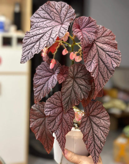 Begonia Tingley Mallet is a classic European begonia hybrid, created from a cross between Begonia ‘Eldorado’ and Begonia Incarnata in the late 19th century. It is admired for its purplish-red leaves covered with fine, velvet-like hairs, giving the foliage a rich, soft texture. The plant also produces vibrant, pendulous pink flowers that stand out beautifully against the dark leaves, making it a graceful and timeless showpiece for any indoor garden or shaded conservatory.
