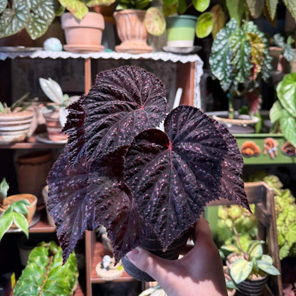Begonia Twenty-Four is an exceptional hybrid begonia featuring striking black-purple foliage with a distinctive texture. The leaves are adorned with pink, raised speckles that create an eye-catching, textured surface. Small fine hairs cover the surface of the leaves, adding to the plant's unique appearance. Perfect for collectors or enthusiasts, Begonia Twenty-Four makes a bold statement in any indoor plant collection, adding beauty, color, and texture to your home or office space.