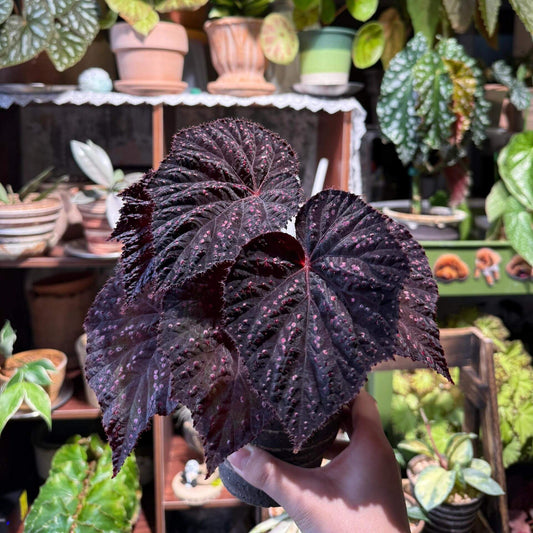 Begonia Twenty-Four is an exceptional hybrid begonia featuring striking black-purple foliage with a distinctive texture. The leaves are adorned with pink, raised speckles that create an eye-catching, textured surface. Small fine hairs cover the surface of the leaves, adding to the plant's unique appearance. Perfect for collectors or enthusiasts, Begonia Twenty-Four makes a bold statement in any indoor plant collection, adding beauty, color, and texture to your home or office space.