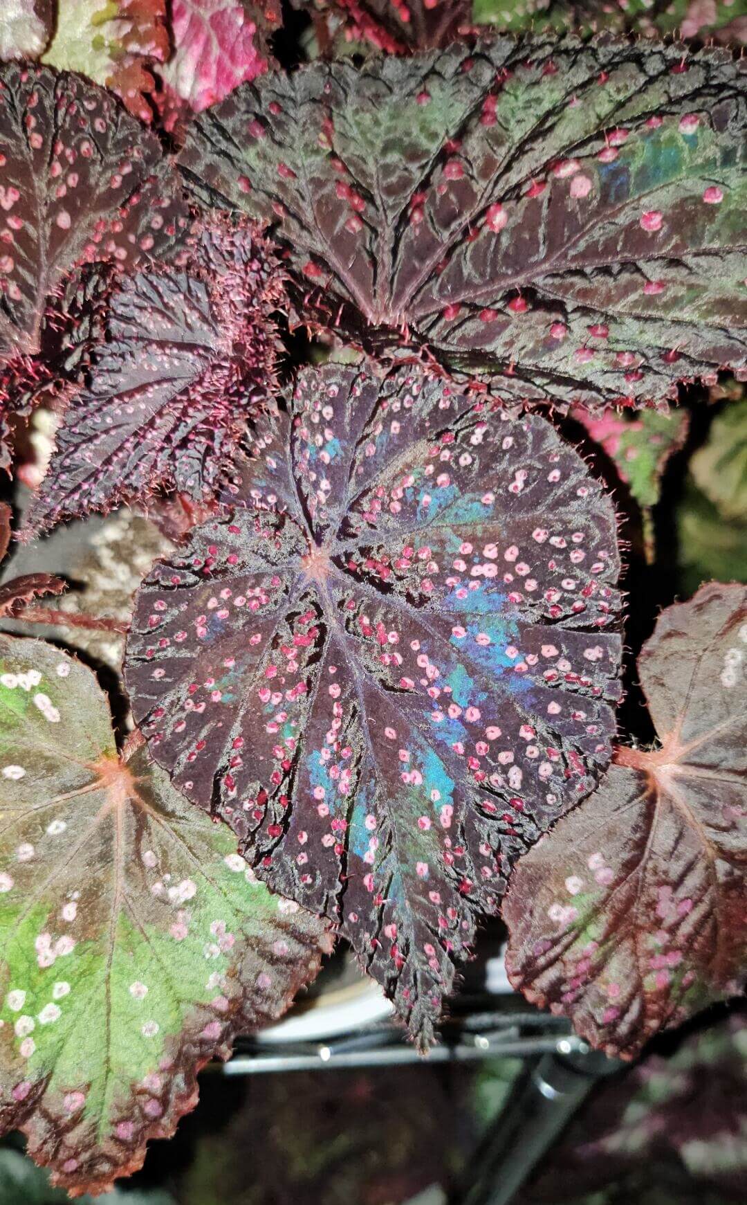 Begonia Twenty-Four is an exceptional hybrid begonia featuring striking black-purple foliage with a distinctive texture. The leaves are adorned with pink, raised speckles that create an eye-catching, textured surface. Small fine hairs cover the surface of the leaves, adding to the plant's unique appearance. Perfect for collectors or enthusiasts, Begonia Twenty-Four makes a bold statement in any indoor plant collection, adding beauty, color, and texture to your home or office space.