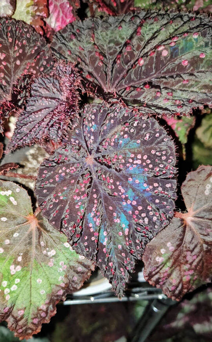 Begonia Twenty-Four is an exceptional hybrid begonia featuring striking black-purple foliage with a distinctive texture. The leaves are adorned with pink, raised speckles that create an eye-catching, textured surface. Small fine hairs cover the surface of the leaves, adding to the plant's unique appearance. Perfect for collectors or enthusiasts, Begonia Twenty-Four makes a bold statement in any indoor plant collection, adding beauty, color, and texture to your home or office space.