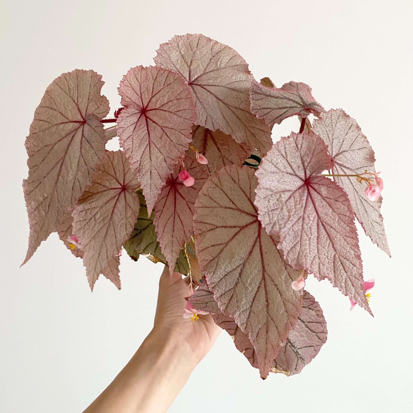 Begonia U093 is an unidentified species valued for its highly ornamental foliage. It features striking, metallic-looking leaves covered with fine red hairs, with silvery-green surfaces accented by subtle red or rosy tones, giving the plant a distinctive and elegant appearance.