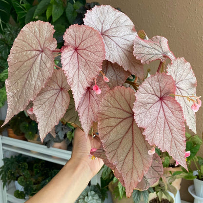 Begonia U093 is an unidentified species valued for its highly ornamental foliage. It features striking, metallic-looking leaves covered with fine red hairs, with silvery-green surfaces accented by subtle red or rosy tones, giving the plant a distinctive and elegant appearance.