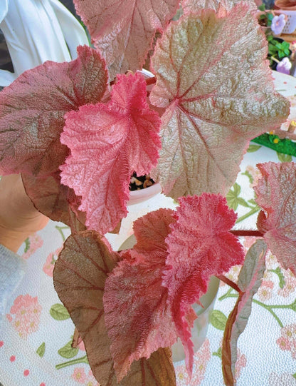 Begonia U093 is an unidentified species valued for its highly ornamental foliage. It features striking, metallic-looking leaves covered with fine red hairs, with silvery-green surfaces accented by subtle red or rosy tones, giving the plant a distinctive and elegant appearance.