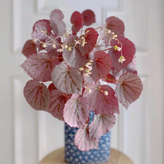 Begonia U192, also known as Martin's Mystery, is a rare and captivating rhizomatous begonia species. Native to the Philippines, it was introduced to cultivation by plant enthusiast Martin Johnson. Known for its stunning metallic rose-pink leaves and striking dark red undersides, this begonia adds a touch of elegance to any indoor space. Its unique appearance makes it a must-have for serious plant collectors.