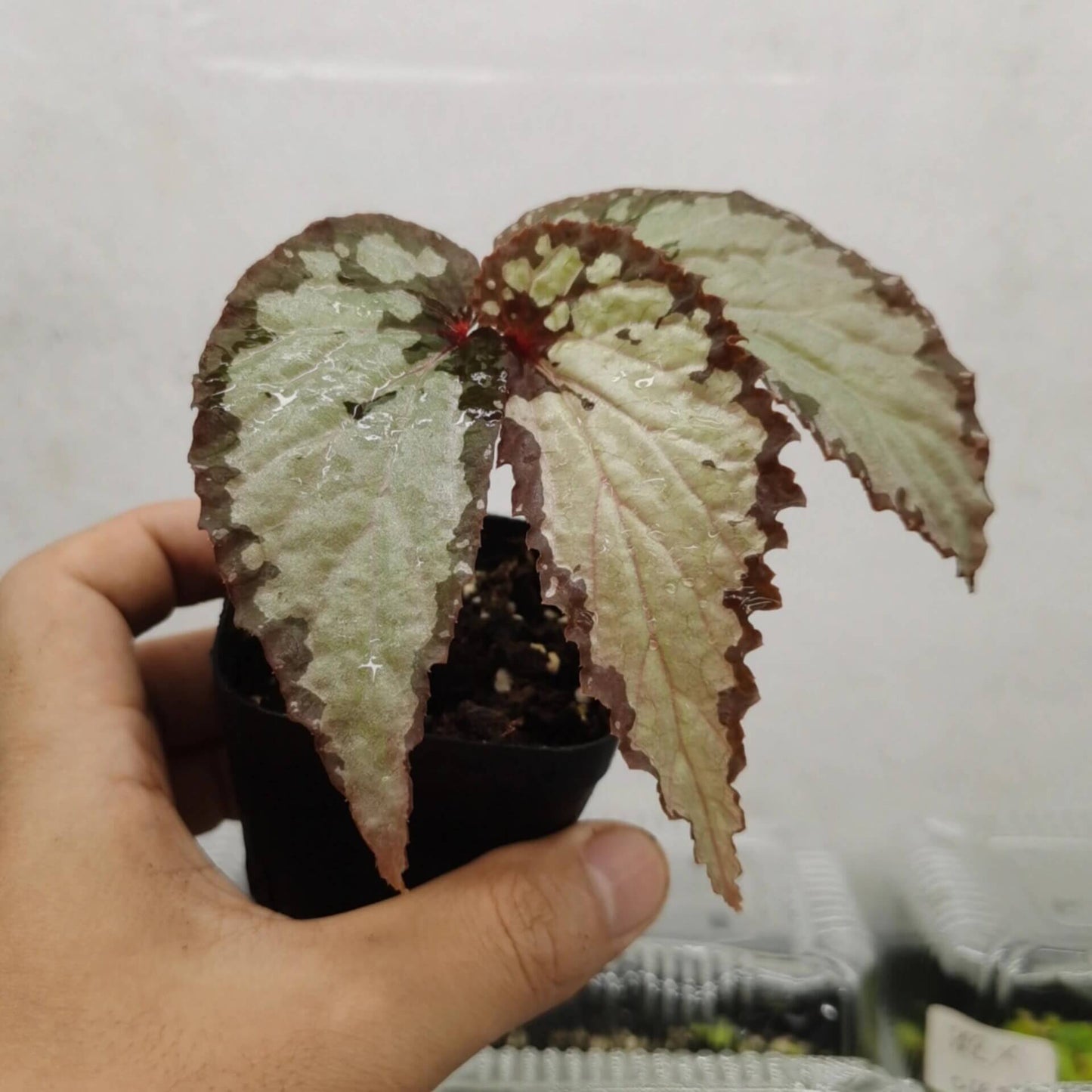 Begonia U679, also known as Begonia sp. Kapuas Hulu, is a captivating and rare begonia species native to the Kapuas Hulu region of Borneo, Indonesia. With its unique, deep brown leaves adorned with silver spots and striking red stems, this begonia is a true gem for any plant collector. Its beautiful, lance-shaped leaves and high humidity requirements make it an ideal plant for terrariums or indoor environments that can maintain the proper conditions.