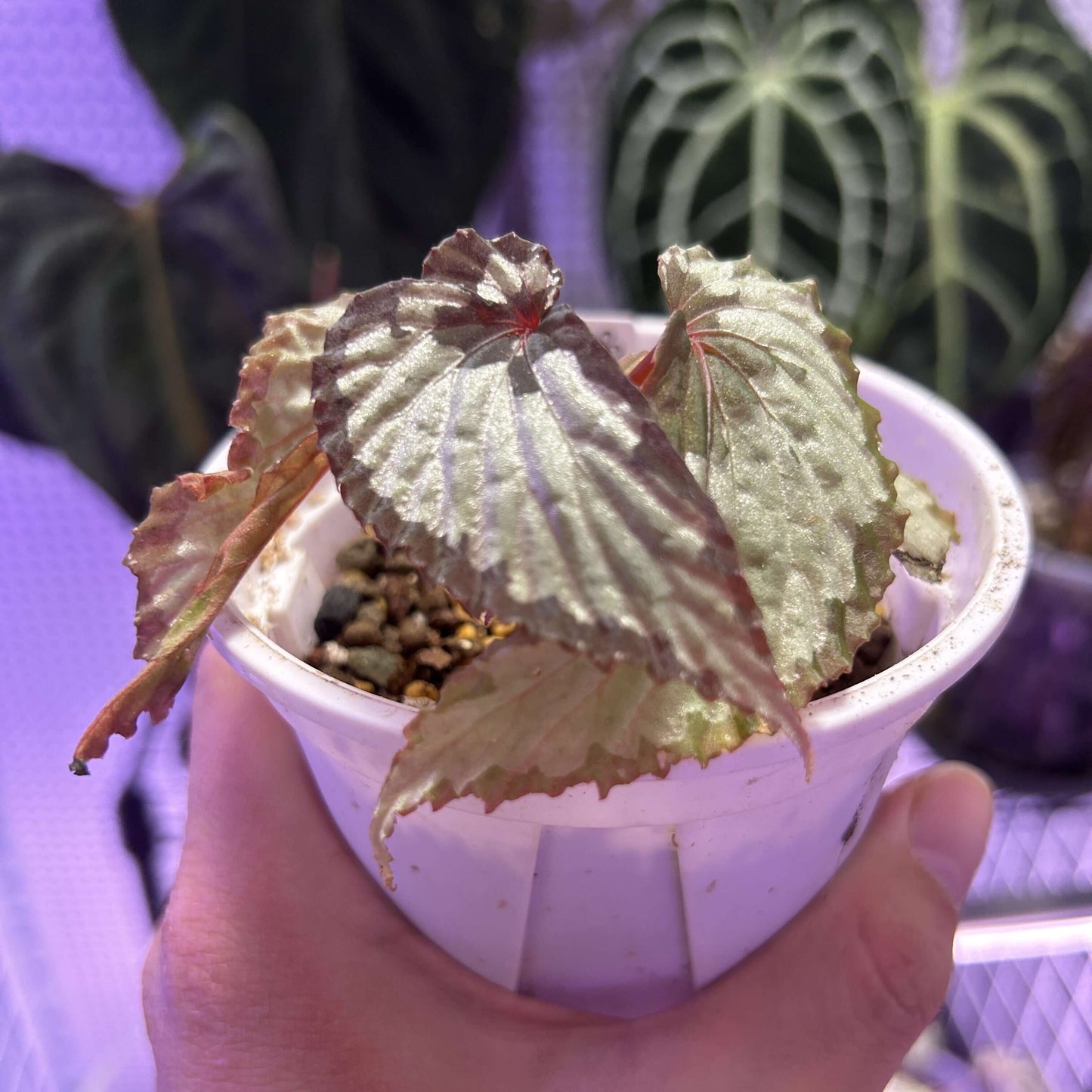 Begonia U679, also known as Begonia sp. Kapuas Hulu, is a captivating and rare begonia species native to the Kapuas Hulu region of Borneo, Indonesia. With its unique, deep brown leaves adorned with silver spots and striking red stems, this begonia is a true gem for any plant collector. Its beautiful, lance-shaped leaves and high humidity requirements make it an ideal plant for terrariums or indoor environments that can maintain the proper conditions.