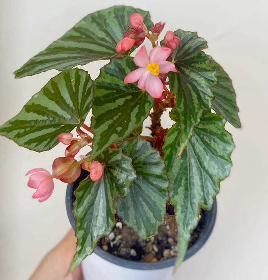 Begonia U682 was discovered in Irian Jaya, the Indonesian part of West New Guinea. It was initially considered an unidentified species and given the number U682, but is now believed to be a naturally occurring hybrid, as identified by botanist Wisnu Ardi.