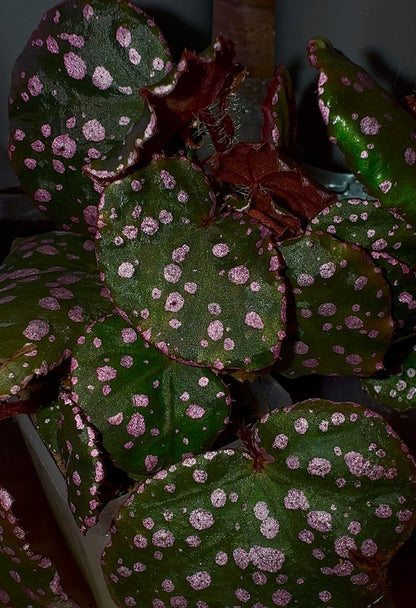 Introducing the stunning Begonia U696 (Begonia sp. Maura Wahau), a rare and unique species native to the Muara Wahau region in East Kalimantan, Indonesia. This Begonia stands out with its vibrant green leaves, which are adorned with eye-catching pink spots, creating a beautiful, speckled pattern that changes with the light. Perfect for plant collectors or enthusiasts looking for something extraordinary, this species thrives in tropical conditions and is ideal for growing in humid, controlled environments.