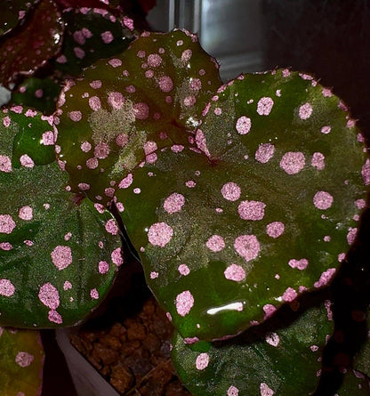 Introducing the stunning Begonia U696 (Begonia sp. Maura Wahau), a rare and unique species native to the Muara Wahau region in East Kalimantan, Indonesia. This Begonia stands out with its vibrant green leaves, which are adorned with eye-catching pink spots, creating a beautiful, speckled pattern that changes with the light. Perfect for plant collectors or enthusiasts looking for something extraordinary, this species thrives in tropical conditions and is ideal for growing in humid, controlled environments.