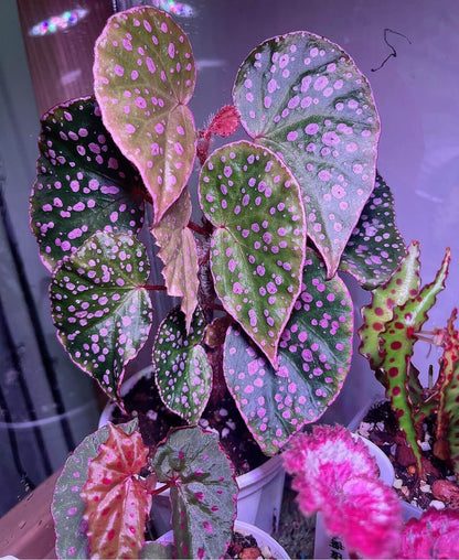 Introducing the stunning Begonia U696 (Begonia sp. Maura Wahau), a rare and unique species native to the Muara Wahau region in East Kalimantan, Indonesia. This Begonia stands out with its vibrant green leaves, which are adorned with eye-catching pink spots, creating a beautiful, speckled pattern that changes with the light. Perfect for plant collectors or enthusiasts looking for something extraordinary, this species thrives in tropical conditions and is ideal for growing in humid, controlled environments.