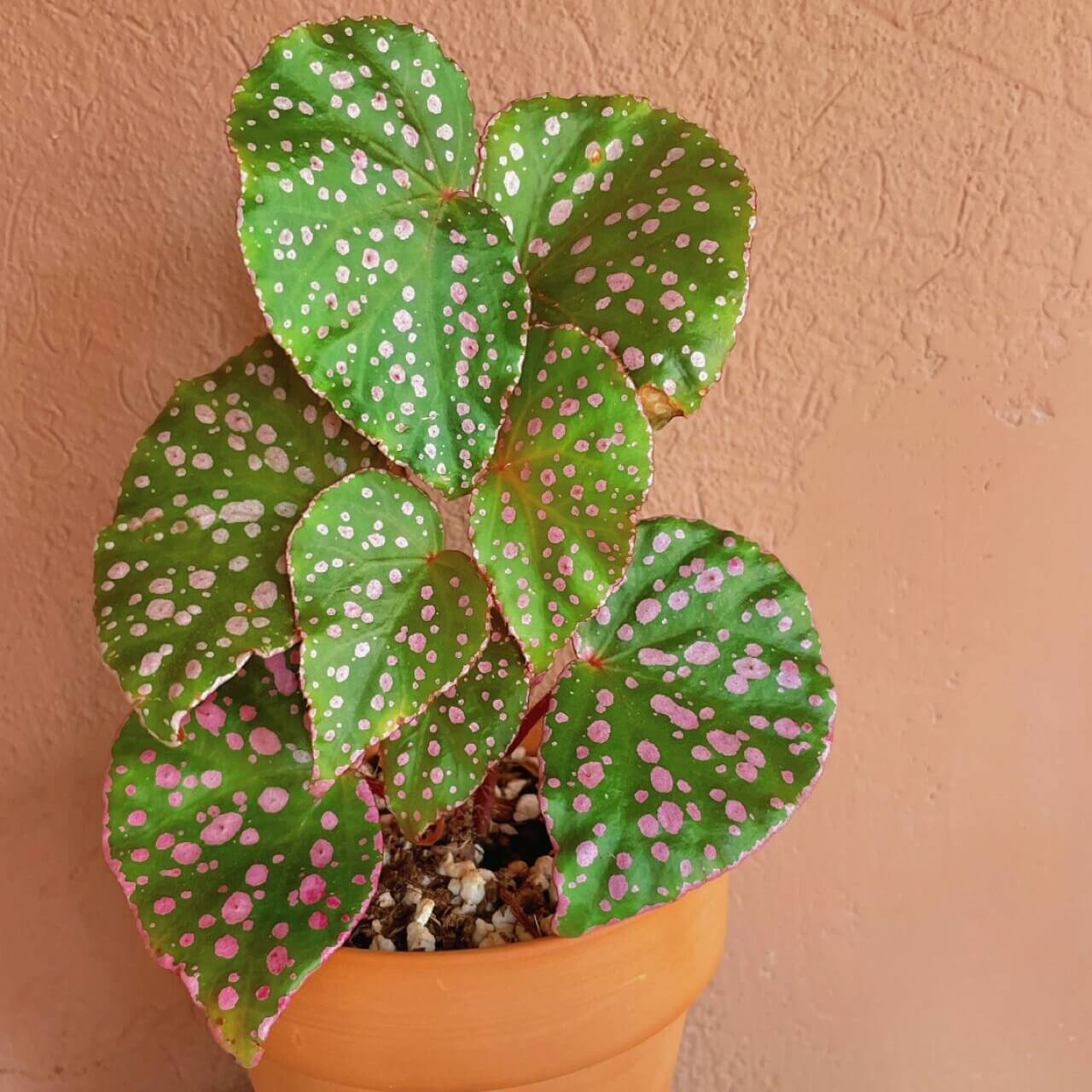 Introducing the stunning Begonia U696 (Begonia sp. Maura Wahau), a rare and unique species native to the Muara Wahau region in East Kalimantan, Indonesia. This Begonia stands out with its vibrant green leaves, which are adorned with eye-catching pink spots, creating a beautiful, speckled pattern that changes with the light. Perfect for plant collectors or enthusiasts looking for something extraordinary, this species thrives in tropical conditions and is ideal for growing in humid, controlled environments.