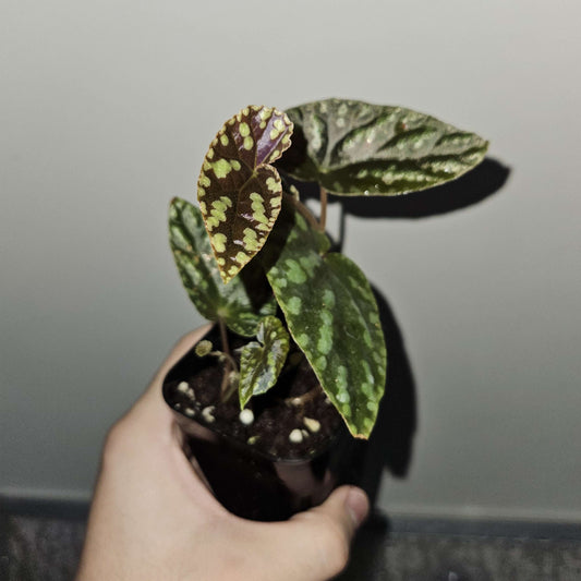 Native to Malaysia, Begonia Variabilis is a striking and versatile plant known for its unique foliage and vibrant flowers. As suggested by its name, the leaves of this begonia can vary in both color and shape. Generally, the plant features deep green leaves with prominent dark ribbing, creating a stunning contrast. The flower buds are a bright yellow with distinctive red lines, adding a pop of color to your indoor space.