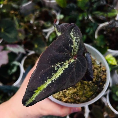 Begonia variabilis ‘Narrow Gold Leaf’ is a highly ornamental begonia with deep brown to nearly black leaves, highlighted by a slender, vivid golden-green midrib that catches the light beautifully. Its elegant form and striking color contrast make it a standout in any plant collection. This begonia thrives in high humidity and moderate light, making it an excellent choice for terrariums, greenhouses, or indoor spaces with controlled conditions.