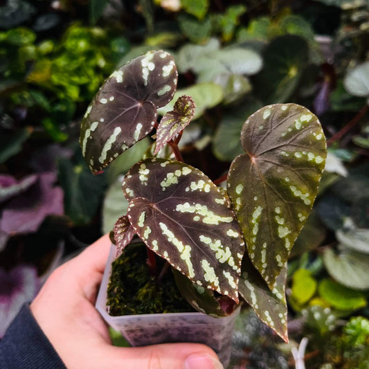 Begonia Variabilis Type 2 is a striking variety known for its distinctive foliage. The leaves are a blend of rich brown or reddish hues, adorned with vibrant yellow or green spots, creating a captivating and dynamic appearance. This begonia thrives in high humidity environments, making it an excellent choice for terrariums, glass domes, or greenhouses. Its unique and colorful foliage, combined with relatively easy care, makes it a popular choice for plant enthusiasts.