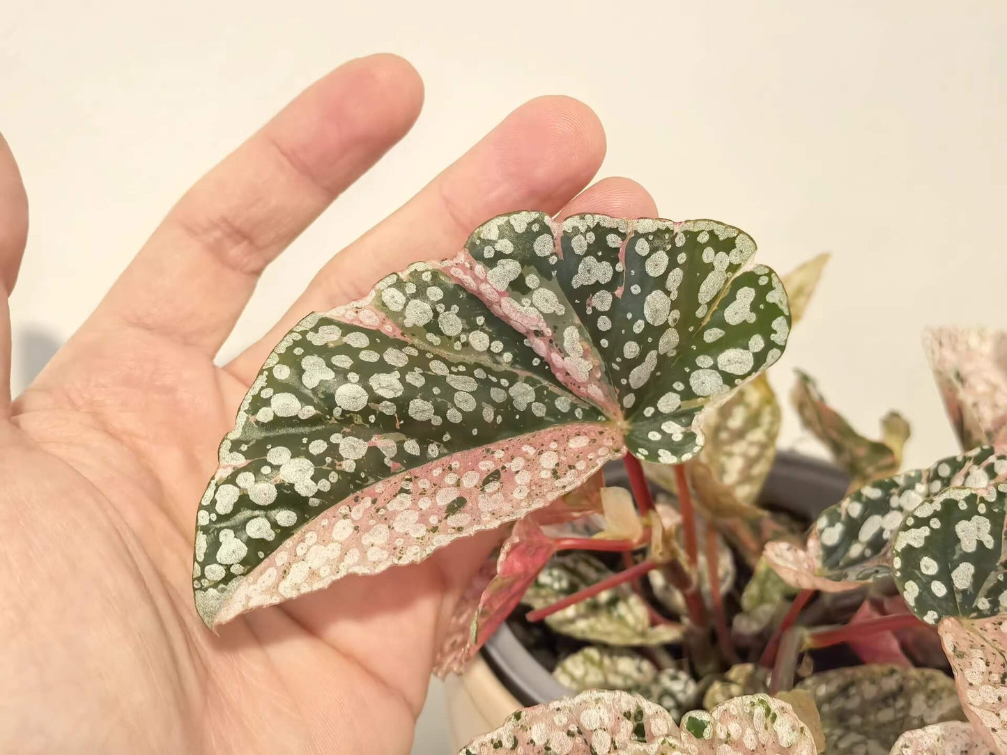 Begonia Variegated Snow Capped has a more delicate and pink appearance compared to Begonia Snow Capped. Its growth is slightly slower than the fully green version. If you want a cute, pink little tree, it thrives best with bright, indirect light.