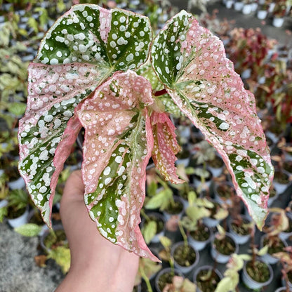 Begonia Variegated Snow Capped has a more delicate and pink appearance compared to Begonia Snow Capped. Its growth is slightly slower than the fully green version. If you want a cute, pink little tree, it thrives best with bright, indirect light.